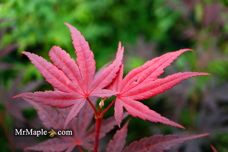- Acer palmatum 'Pixie' Japanese Maple - Mr Maple │ Buy Japanese Maple Trees