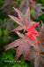 '- Acer palmatum 'Pixie' Japanese Maple - Mr Maple │ Buy Japanese Maple Trees