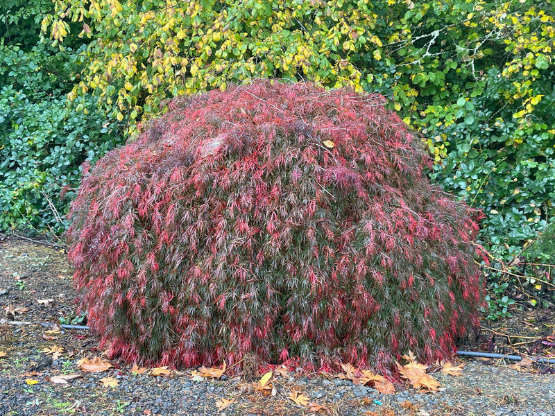 - Acer palmatum 'Prince Charming' Japanese Maple - Mr Maple │ Buy Japanese Maple Trees