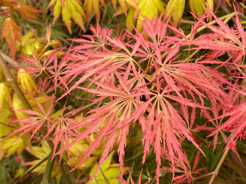 - Acer palmatum 'Prince Charming' Japanese Maple - Mr Maple │ Buy Japanese Maple Trees