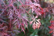 - Acer palmatum 'Prince Charming' Japanese Maple - Mr Maple │ Buy Japanese Maple Trees