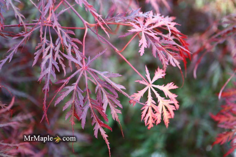 - Acer palmatum 'Prince Charming' Japanese Maple - Mr Maple │ Buy Japanese Maple Trees