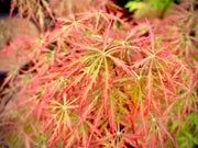 - Acer palmatum 'Prince Charming' Japanese Maple - Mr Maple │ Buy Japanese Maple Trees