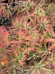 - Acer palmatum 'Prince Charming' Japanese Maple - Mr Maple │ Buy Japanese Maple Trees