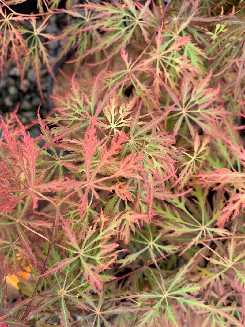 - Acer palmatum 'Prince Charming' Japanese Maple - Mr Maple │ Buy Japanese Maple Trees