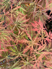 - Acer palmatum 'Prince Charming' Japanese Maple - Mr Maple │ Buy Japanese Maple Trees