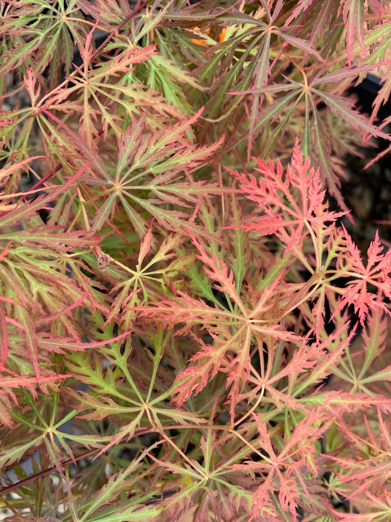 - Acer palmatum 'Prince Charming' Japanese Maple - Mr Maple │ Buy Japanese Maple Trees