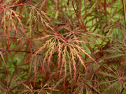 - Acer palmatum 'Prince Charming' Japanese Maple - Mr Maple │ Buy Japanese Maple Trees