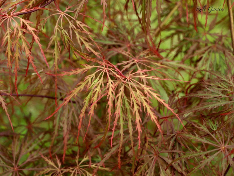 - Acer palmatum 'Prince Charming' Japanese Maple - Mr Maple │ Buy Japanese Maple Trees