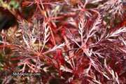 - Acer palmatum 'Prince Charming' Japanese Maple - Mr Maple │ Buy Japanese Maple Trees
