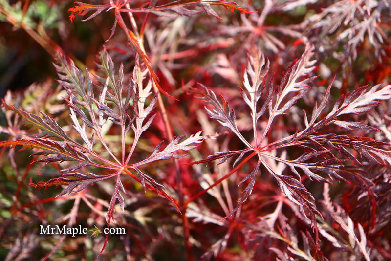 - Acer palmatum 'Prince Charming' Japanese Maple - Mr Maple │ Buy Japanese Maple Trees