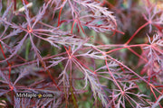 - Acer palmatum 'Prince Charming' Japanese Maple - Mr Maple │ Buy Japanese Maple Trees