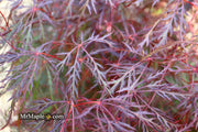 - Acer palmatum 'Prince Charming' Japanese Maple - Mr Maple │ Buy Japanese Maple Trees