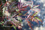 - Acer palmatum 'Prince Charming' Japanese Maple - Mr Maple │ Buy Japanese Maple Trees
