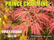 - Acer palmatum 'Prince Charming' Japanese Maple - Mr Maple │ Buy Japanese Maple Trees