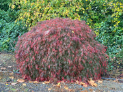 - Acer palmatum 'Prince Charming' Japanese Maple - Mr Maple │ Buy Japanese Maple Trees