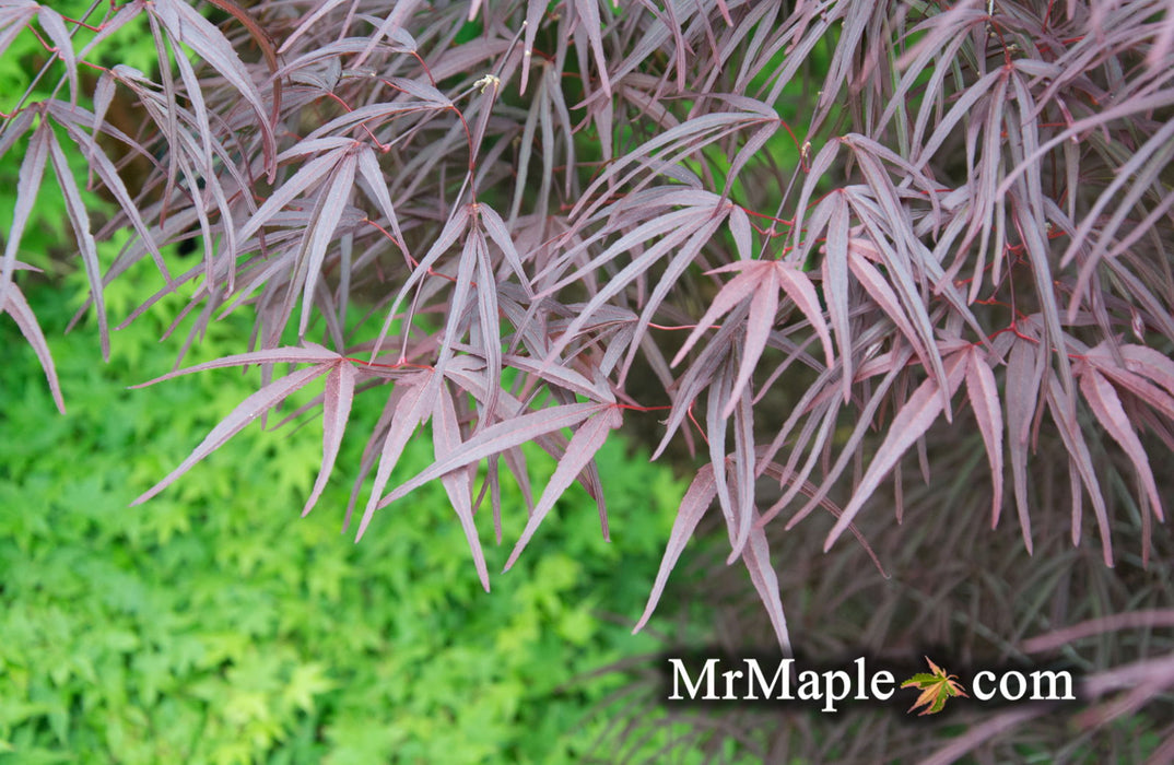 - Acer palmatum 'Pung kil' Japanese Maple - Mr Maple │ Buy Japanese Maple Trees