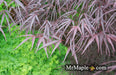 - Acer palmatum 'Pung kil' Japanese Maple - Mr Maple │ Buy Japanese Maple Trees