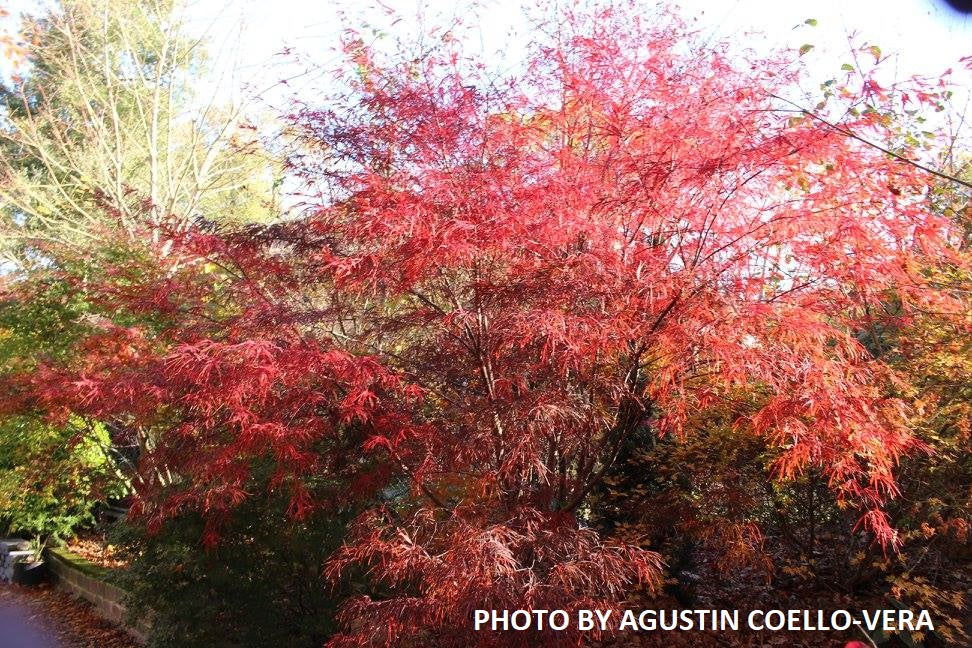 - Acer palmatum 'Pung kil' Japanese Maple - Mr Maple │ Buy Japanese Maple Trees