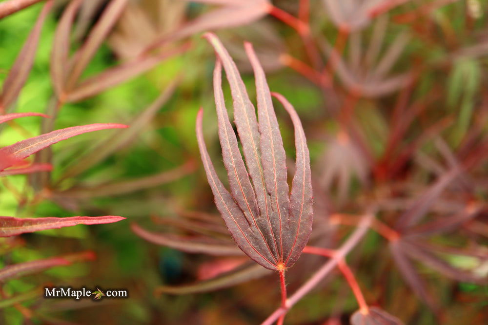 - Acer palmatum 'Pung kil' Japanese Maple - Mr Maple │ Buy Japanese Maple Trees