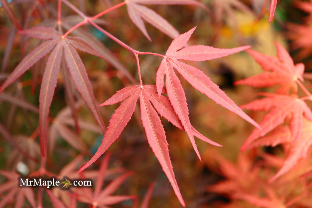 - Acer palmatum 'Pung kil' Japanese Maple - Mr Maple │ Buy Japanese Maple Trees