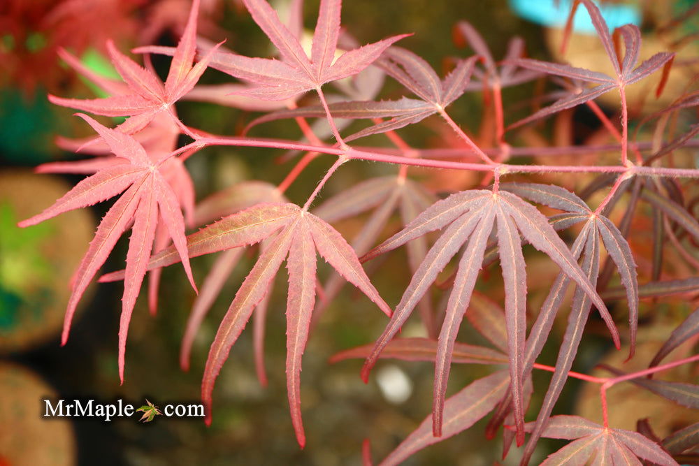 - Acer palmatum 'Pung kil' Japanese Maple - Mr Maple │ Buy Japanese Maple Trees