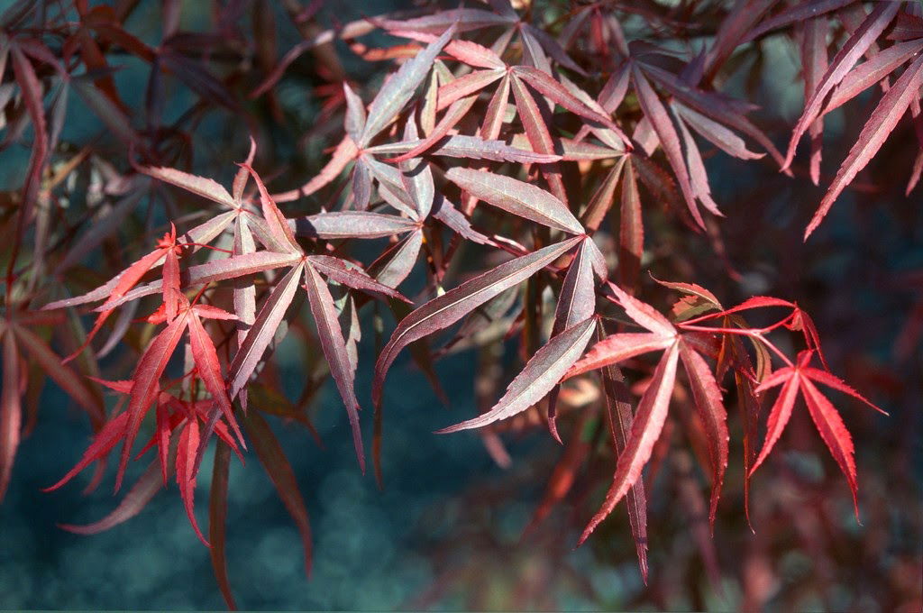 - Acer palmatum 'Pung kil' Japanese Maple - Mr Maple │ Buy Japanese Maple Trees