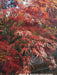 - Acer palmatum 'Pung kil' Japanese Maple - Mr Maple │ Buy Japanese Maple Trees