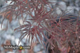 - Acer palmatum 'Pung kil' Japanese Maple - Mr Maple │ Buy Japanese Maple Trees