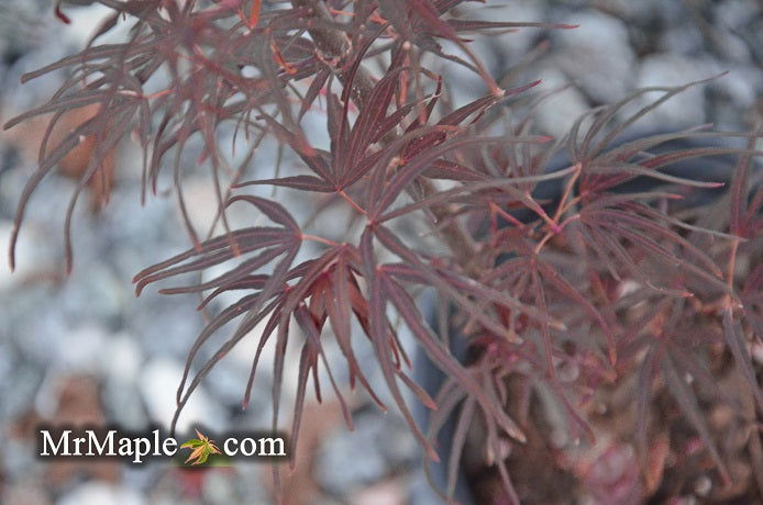 - Acer palmatum 'Pung kil' Japanese Maple - Mr Maple │ Buy Japanese Maple Trees