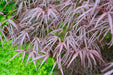 - Acer palmatum 'Pung kil' Japanese Maple - Mr Maple │ Buy Japanese Maple Trees