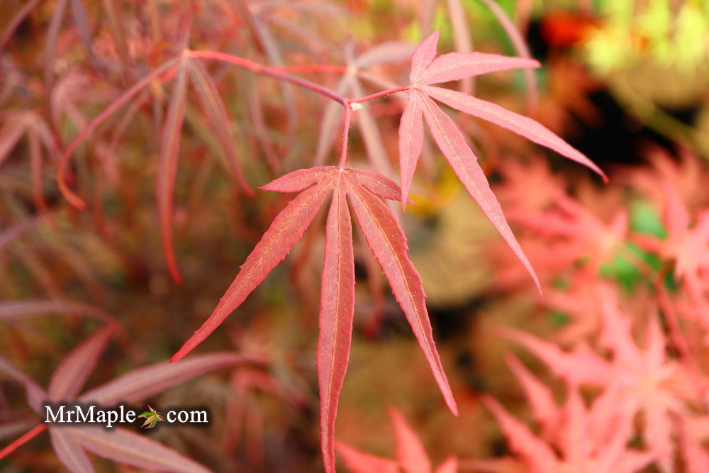 - Acer palmatum 'Pung kil' Japanese Maple - Mr Maple │ Buy Japanese Maple Trees