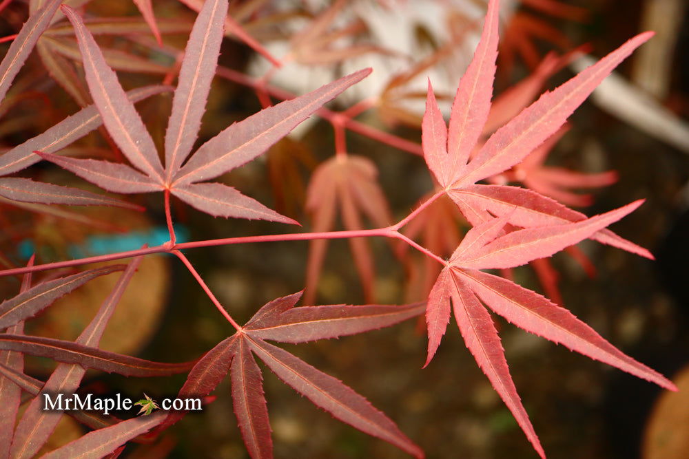 - Acer palmatum 'Pung kil' Japanese Maple - Mr Maple │ Buy Japanese Maple Trees