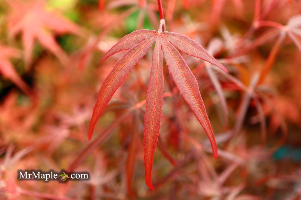 - Acer palmatum 'Pung kil' Japanese Maple - Mr Maple │ Buy Japanese Maple Trees