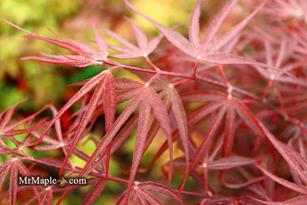 - Acer palmatum 'Pung kil' Japanese Maple - Mr Maple │ Buy Japanese Maple Trees