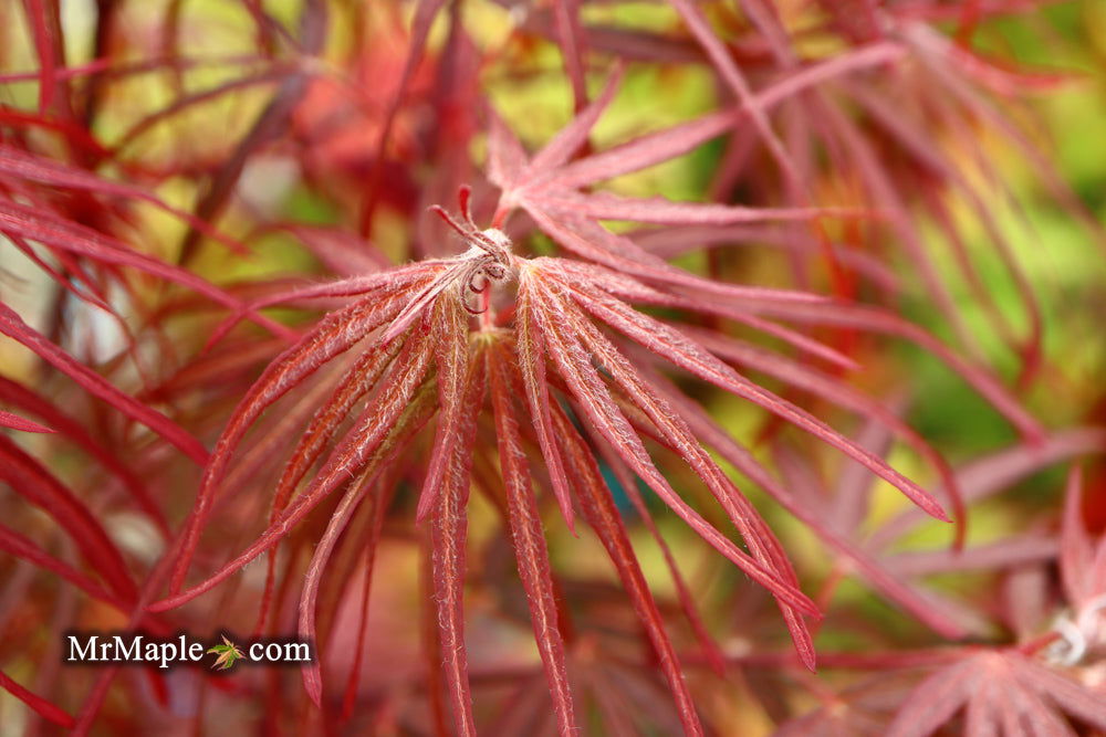 - Acer palmatum 'Pung kil' Japanese Maple - Mr Maple │ Buy Japanese Maple Trees