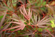 - Acer palmatum 'Pung kil' Japanese Maple - Mr Maple │ Buy Japanese Maple Trees