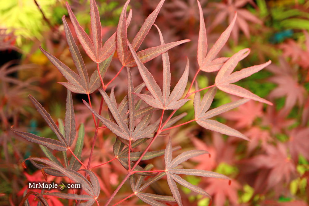 - Acer palmatum 'Pung kil' Japanese Maple - Mr Maple │ Buy Japanese Maple Trees