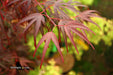 - Acer palmatum 'Pung kil' Japanese Maple - Mr Maple │ Buy Japanese Maple Trees