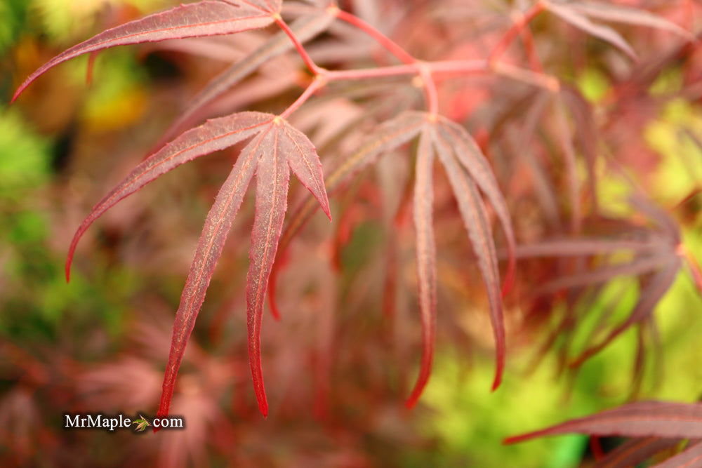 - Acer palmatum 'Pung kil' Japanese Maple - Mr Maple │ Buy Japanese Maple Trees