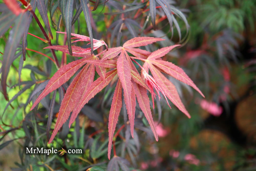 - Acer palmatum 'Pung kil' Japanese Maple - Mr Maple │ Buy Japanese Maple Trees