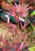 - Acer palmatum 'Pung kil' Japanese Maple - Mr Maple │ Buy Japanese Maple Trees