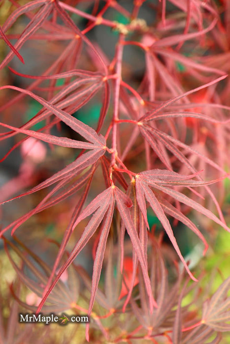 - Acer palmatum 'Pung kil' Japanese Maple - Mr Maple │ Buy Japanese Maple Trees