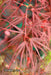 - Acer palmatum 'Pung kil' Japanese Maple - Mr Maple │ Buy Japanese Maple Trees