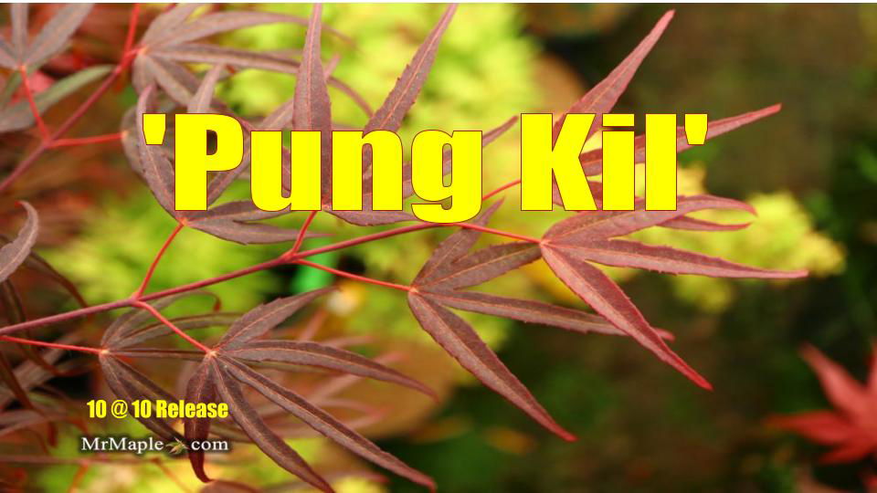 - Acer palmatum 'Pung kil' Japanese Maple - Mr Maple │ Buy Japanese Maple Trees