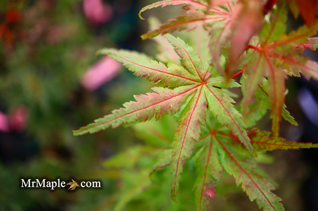 mapleです☆(*^-^*)　他の方は購入不可です× Buy Acer palmatum 'Johnson's Ice Drops' Japanese Maple — Mr Maple