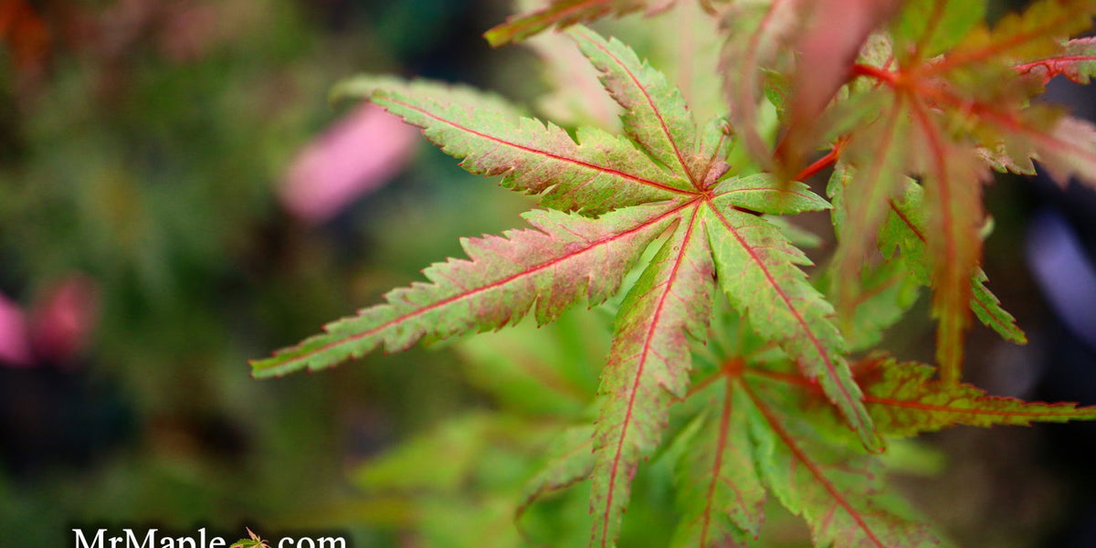 maple　笑主70点 Buy Acer palmatum 'Purple Crunch' Dwarf Japanese Maple — Mr Maple