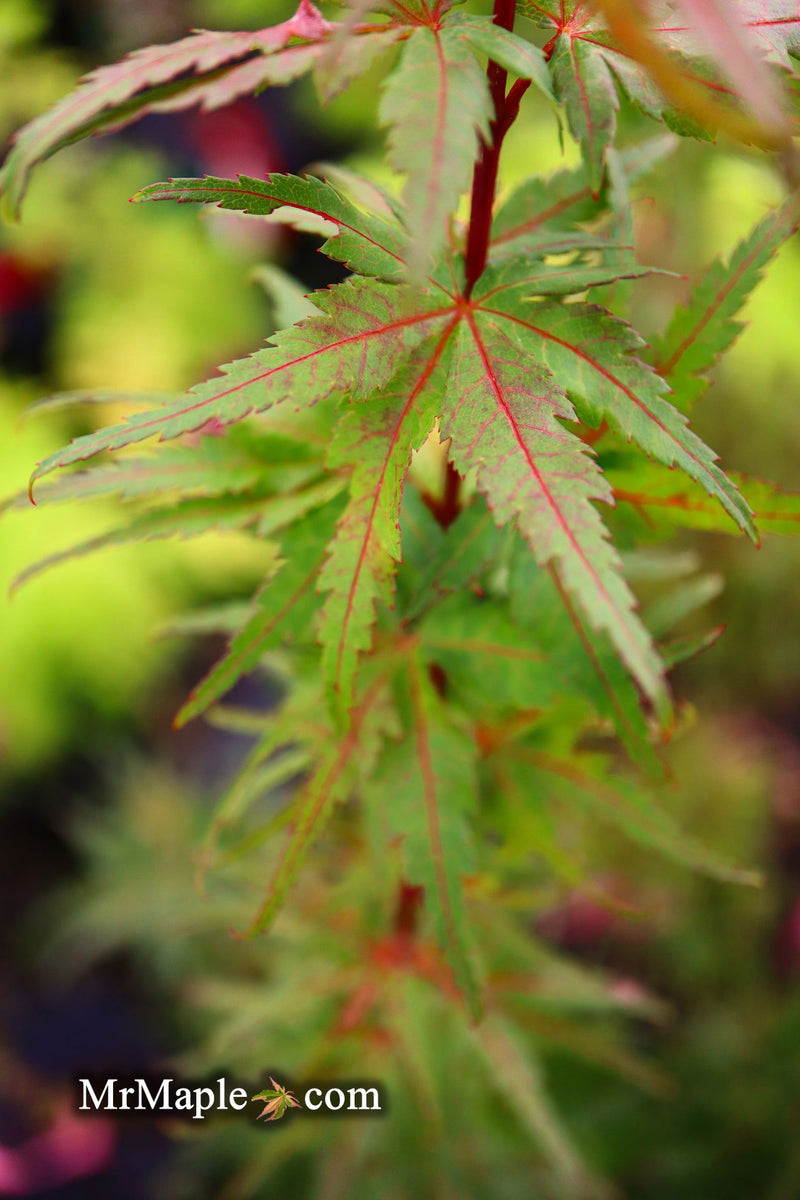 - Acer palmatum 'Purple Crunch' Dwarf Japanese Maple - Mr Maple │ Buy Japanese Maple Trees