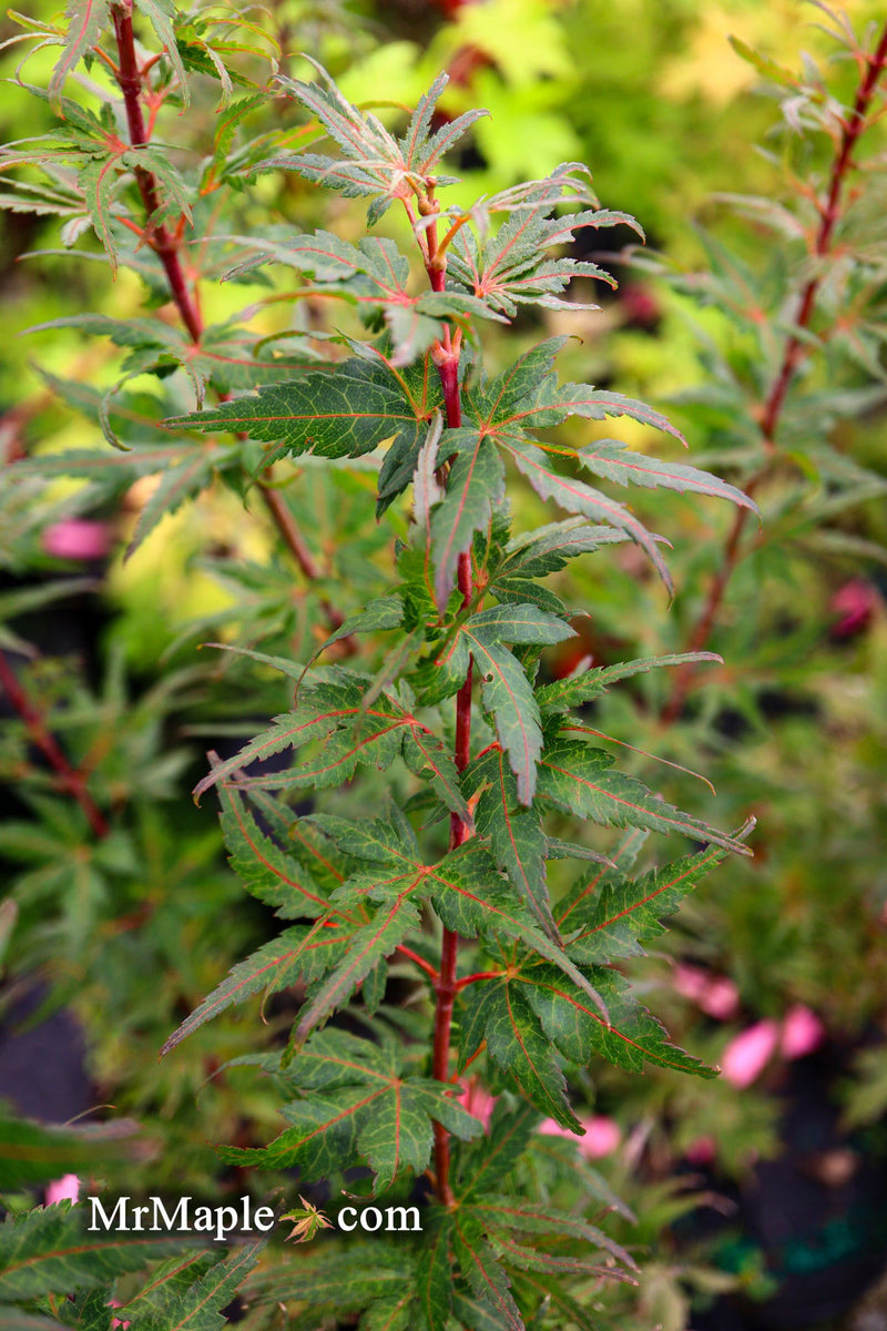 - Acer palmatum 'Purple Crunch' Dwarf Japanese Maple - Mr Maple │ Buy Japanese Maple Trees