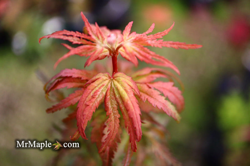 - Acer palmatum 'Purple Crunch' Dwarf Japanese Maple - Mr Maple │ Buy Japanese Maple Trees
